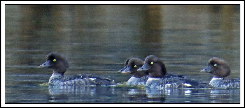 KhutzeAug2017Goldeneyes-IMG_5456_edited-1