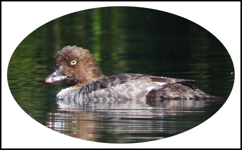 KhutzeAug2017Goldeneyes10