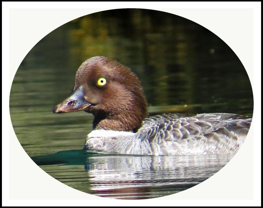 KhutzeAug2017Goldeneyes18