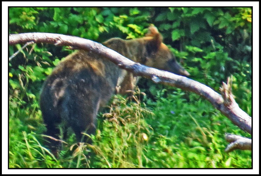 KhutzeAug2017Grizzly-IMG_5524_edited-1