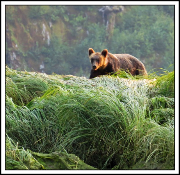 KhutzeAug2017Grizzly-IMG_5548 (1)_edited-2