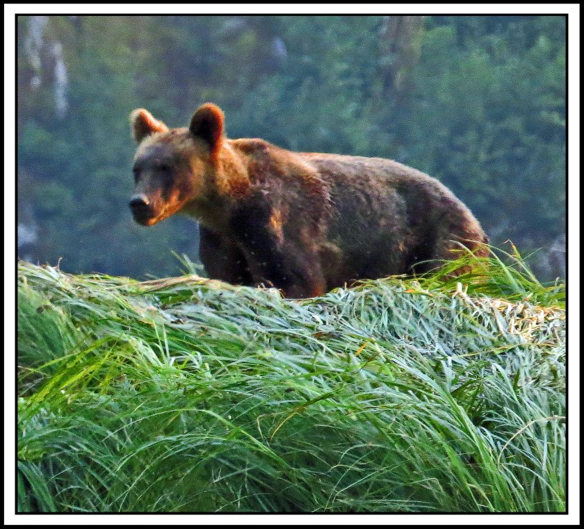 KhutzeAug2017Grizzly-IMG_5549_edited-1