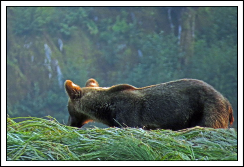 KhutzeAug2017Grizzly-IMG_5555_edited-1