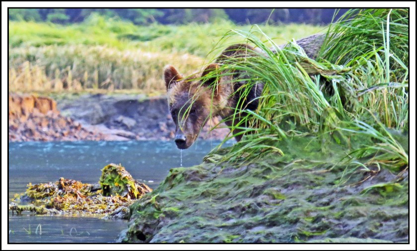 KhutzeAug2017Grizzly-IMG_5569_edited-1