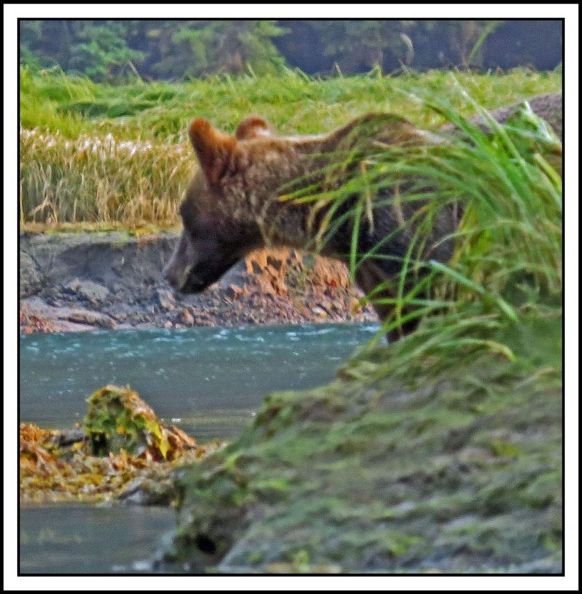 KhutzeAug2017Grizzly-IMG_5572_edited-1