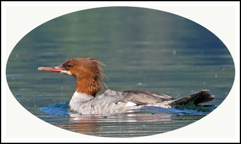 KhutzeAug2017Merganser21