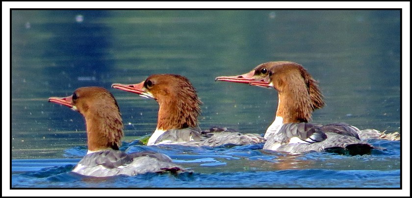 KhutzeAug2017Mergansers-IMG_5333_edited-1