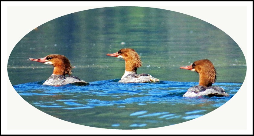 KhutzeAug2017Mergansers10