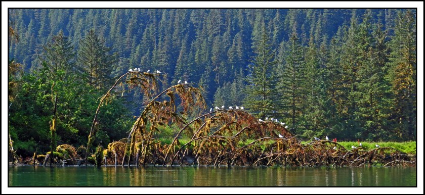 KHUTZEAUG2017SEAGULLS-IMG_5531_edited-1