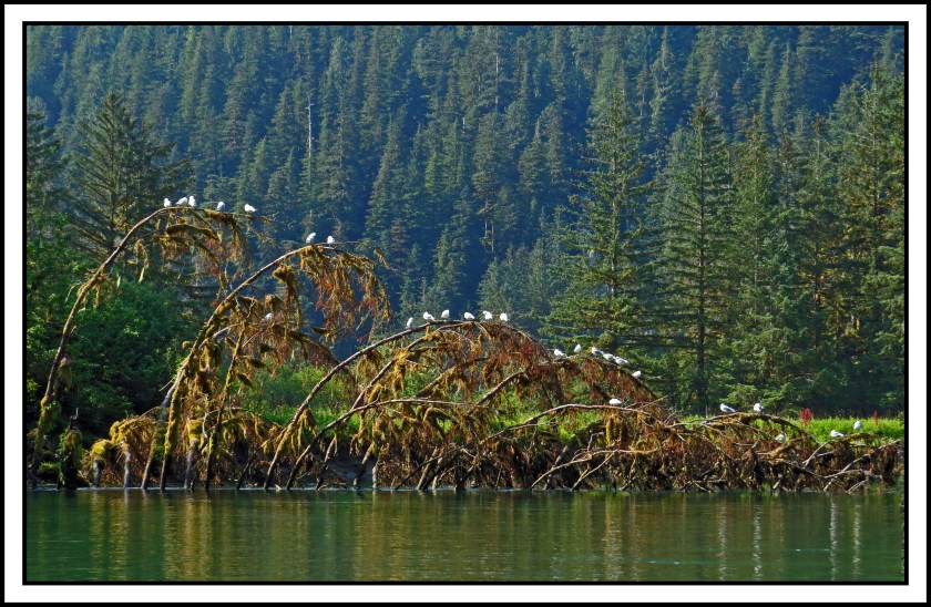 KhutzeAug2017Seagulls-IMG_5534_edited-1