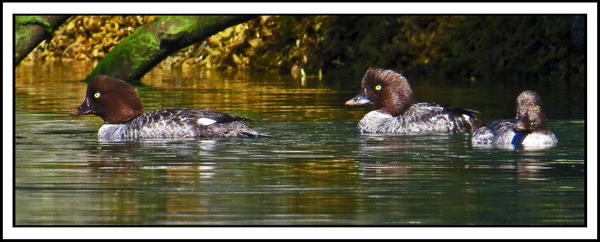 KhutzeGoldeneyes-IMG_5162 copy 4