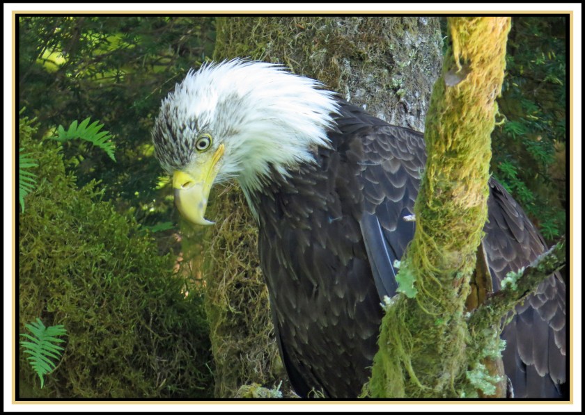 KhutzeJul017Eagle-IMG_5088_edited-1