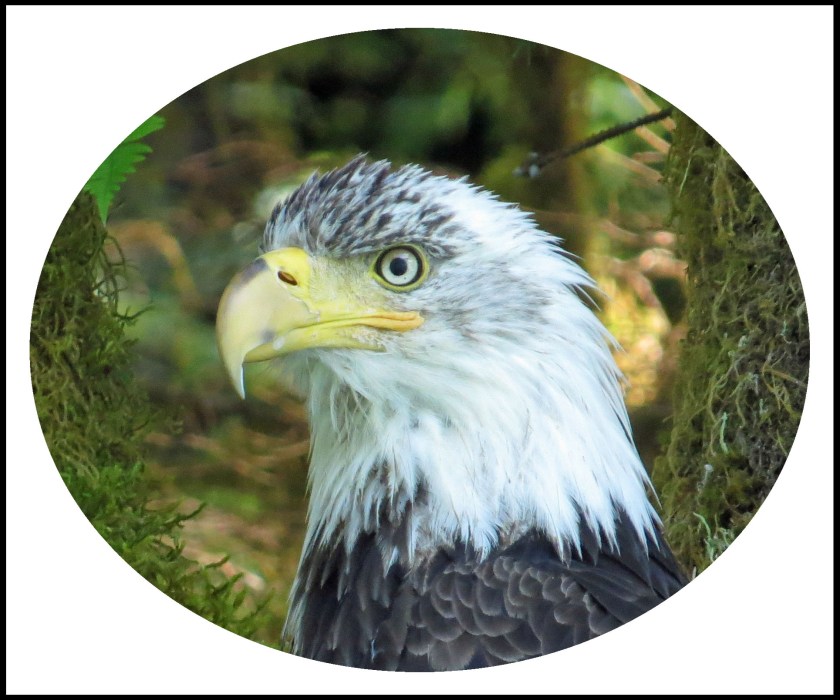 KhutzeJul2017Eagle-30