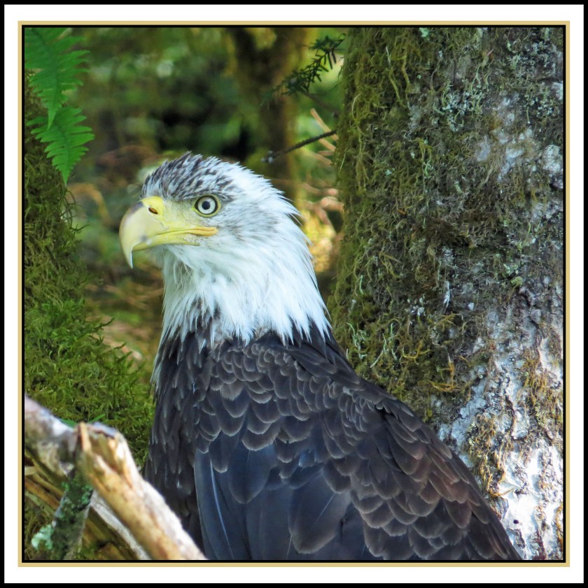 KhutzeJul2017Eagle-34IMG_5079_edited-1