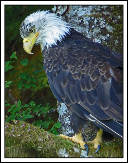 KHUTZEJUL2017EAGLE-IMG_5034_edited-1