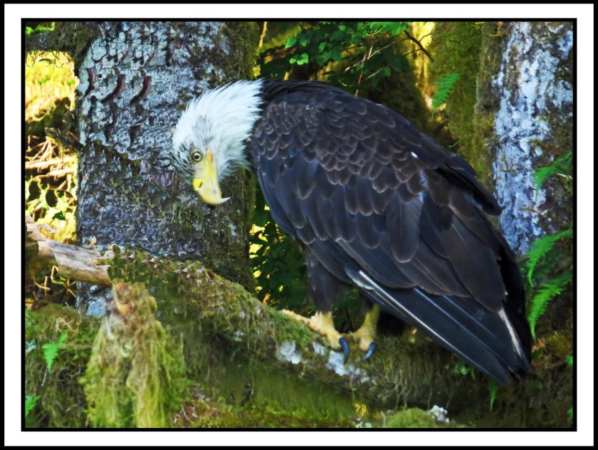 KhutzeJul2017Eagle-IMG_5047_edited-1