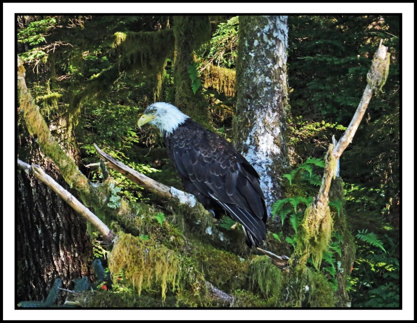 KhutzeJul2017Eagle-IMG_5068_edited-2