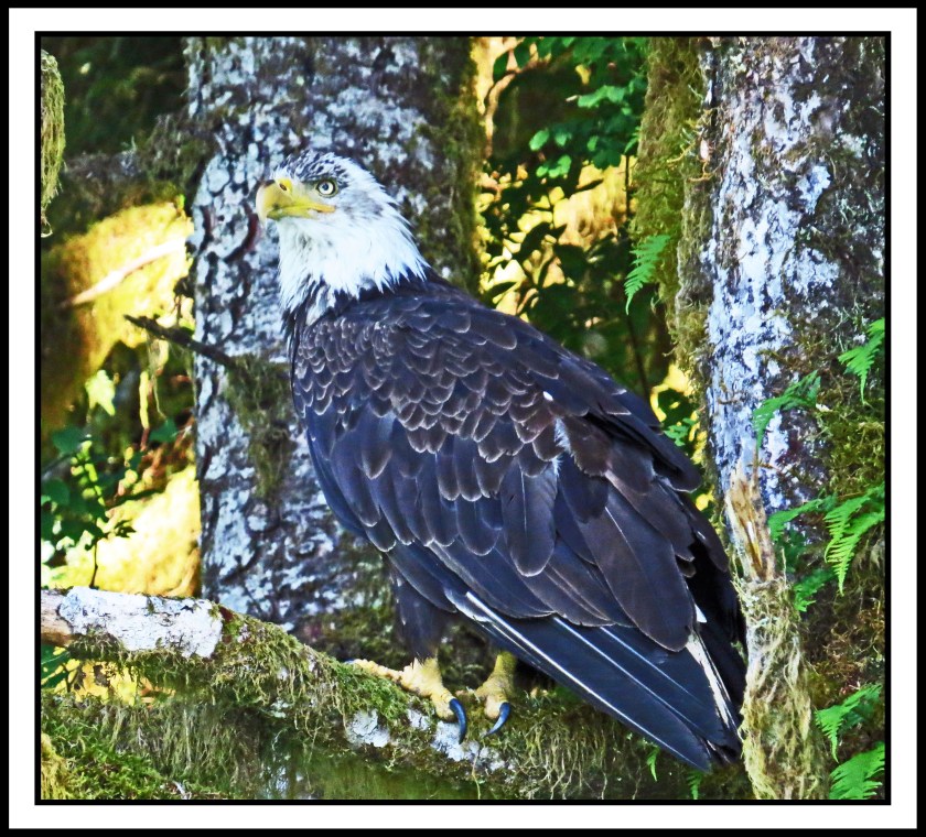 KhutzeJul2017EagleIMG_5041_edited-1
