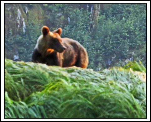 KhutzeJul2017Grizzly-IMG_5552_edited-1