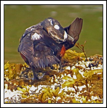 Kisameet2017Harlequins-IMG_2239_edited-1