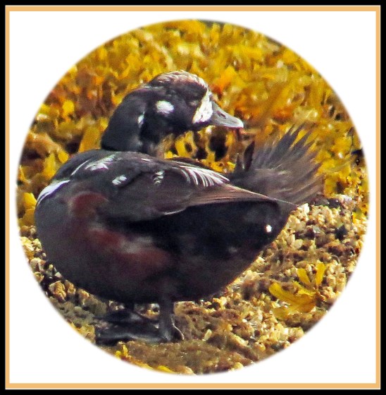 KisameetJul017Harlequins-32