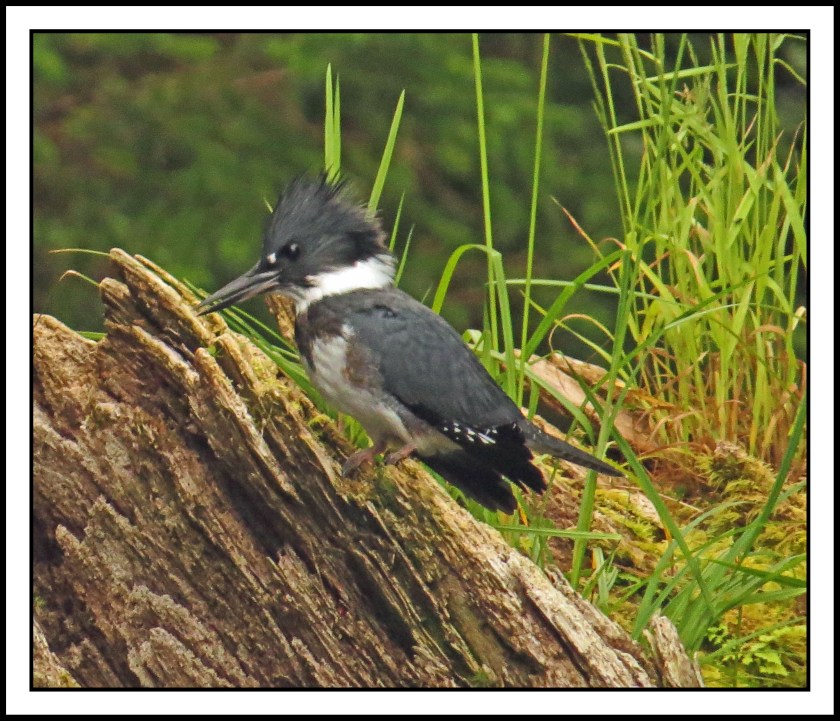 KisameetJul2017-IMG_1971_edited-1