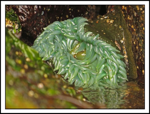 KisameetJul2017Anemone-IMG_2132_edited-1
