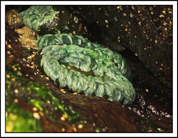 KisameetJul2017Anemones-1-IMG_2091_edited-1