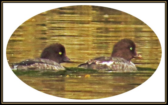 KisameetJul2017Goldeneye