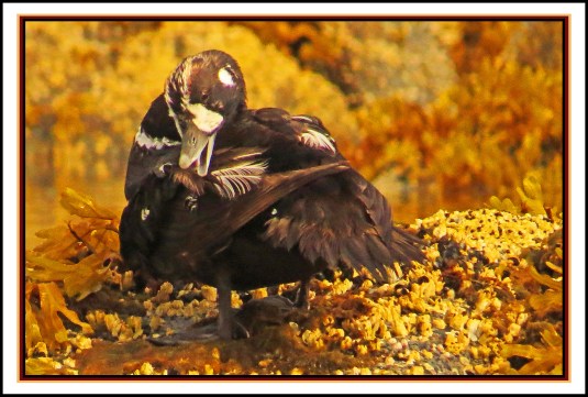 KisameetJul2017Harlequin-IMG_2211_edited-1