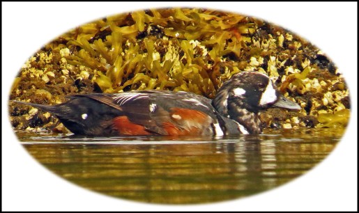 KisameetJul2017Harlequins-36_edited-1