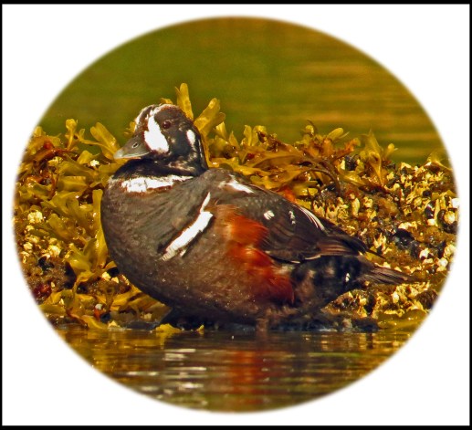 KisameetJul2017Harlequins-40_edited-1