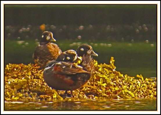 KisameetJul2017Harlequins-IMG_2171_edited-1