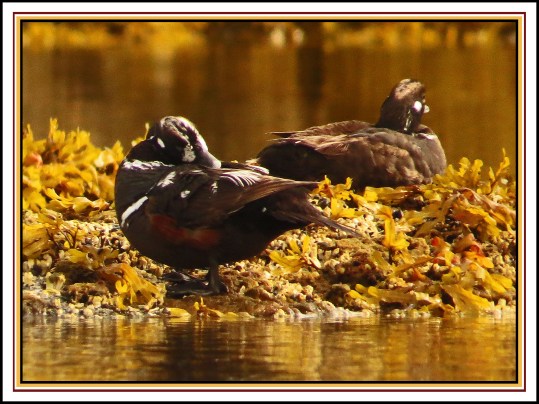 KisameetJul2017Harlequins-IMG_2183_edited-1