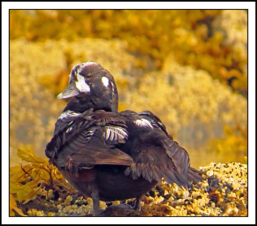 KisameetJul2017Harlequins-IMG_2213_edited-1