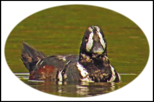 KisameetJul2017Harlequins