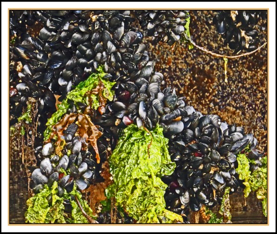 KisameetJul2017IMG_1763_edited-1