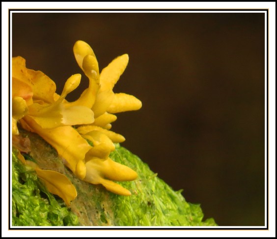 KisameetJul2017KelpIMG_1667_edited-1