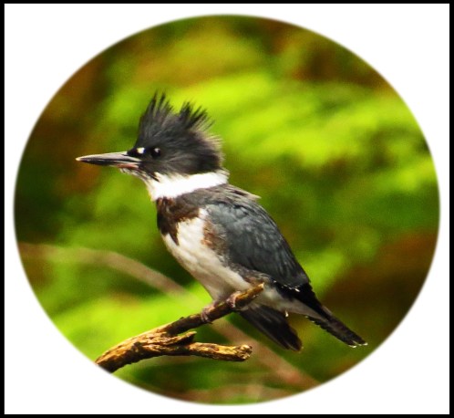 KisameetJul2017Kingfisher-25_edited-1