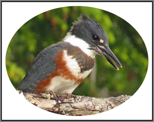 KisameetJul2017Kingfisher-3