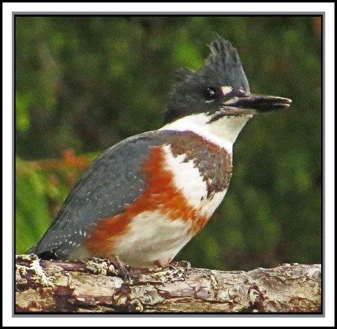 KisameetJul2017Kingfisher-IMG_1647_edited-1