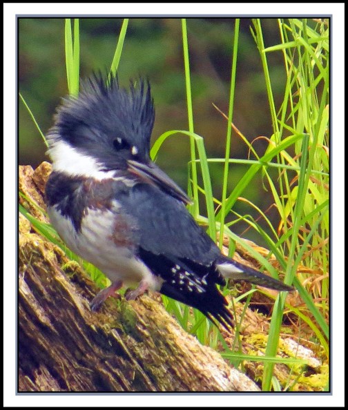 KisameetJul2017Kingfisher-IMG_1976_edited-1