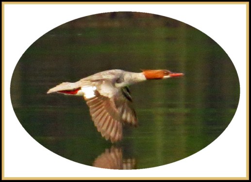 KisameetJul2017Merganser-5