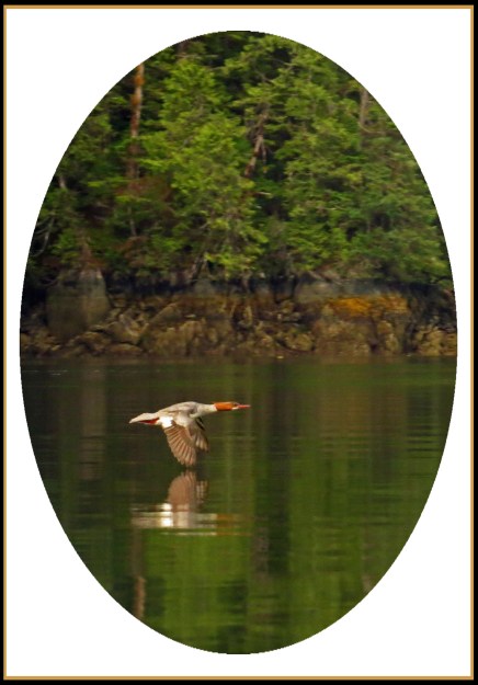 KisameetJul2017Merganser