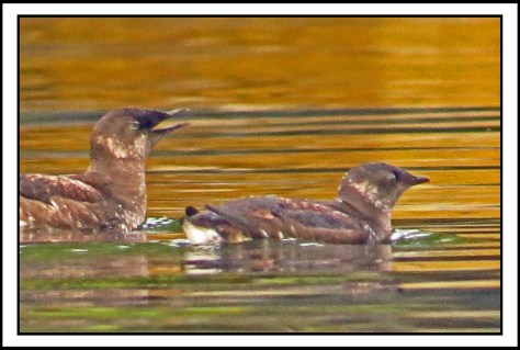 KisameetJul2017MurreletsIMG_2057_edited-1