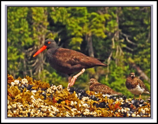 KisameetJul2017OysterCatcher2