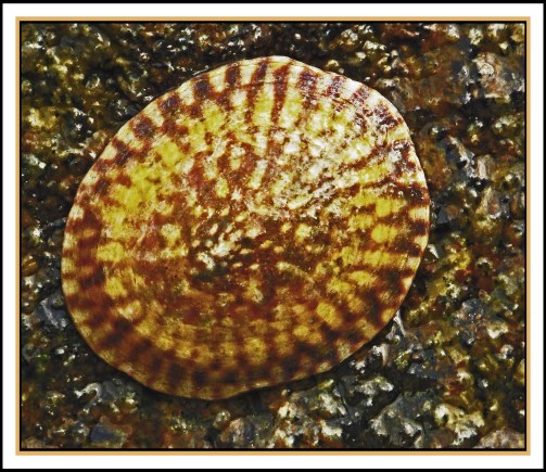 KisameetJul2017Shell-IMG_1808_edited-1