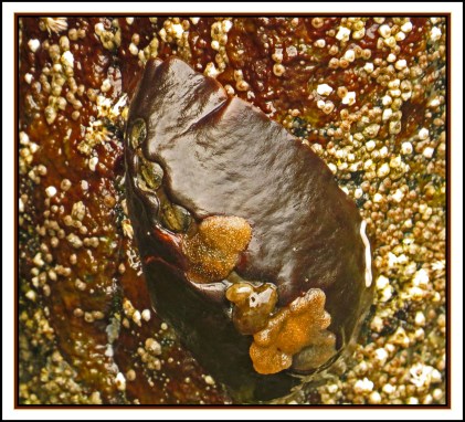 KisameetJul2017Shell-IMG_2111_edited-1