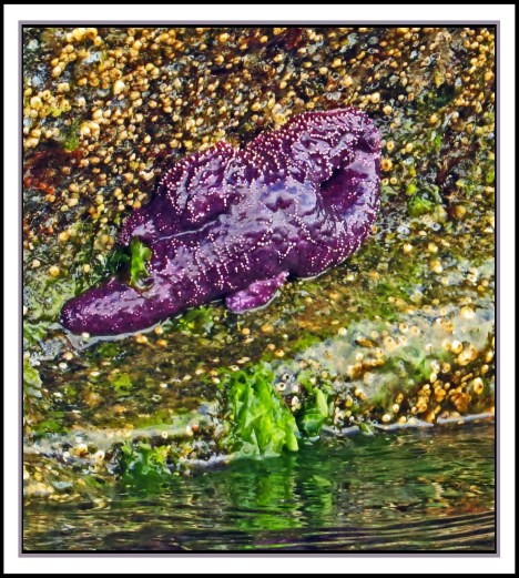 KisameetJul2017Star-IMG_1769_edited-1