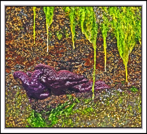 KisameetJul2017Star-IMG_1776_edited-1